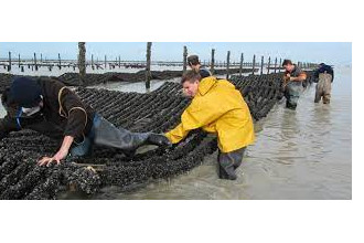 BAC PRO Culture marine